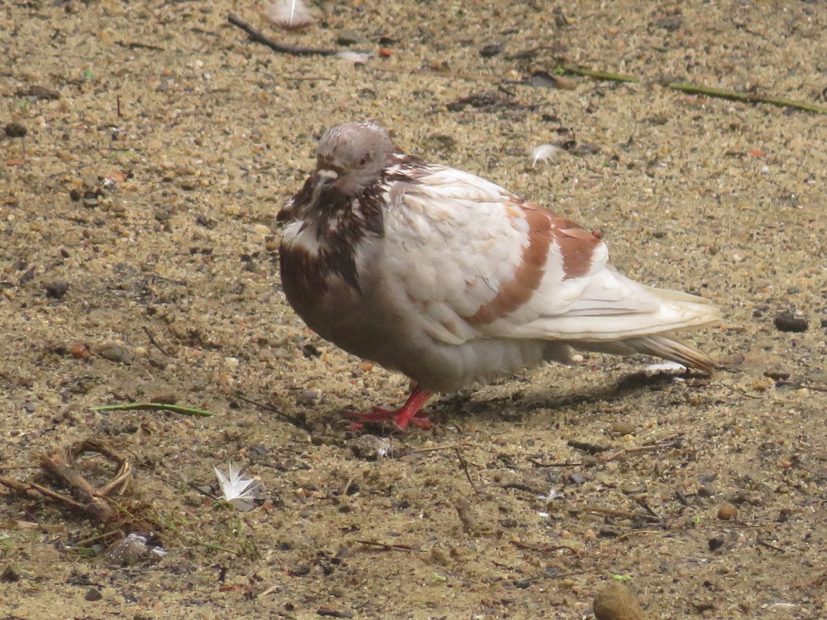 Rock Pigeon (Feral Pigeon) - ML477428161