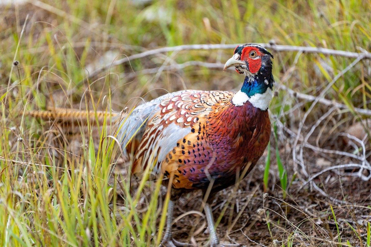 Ring-necked Pheasant - ML477428721