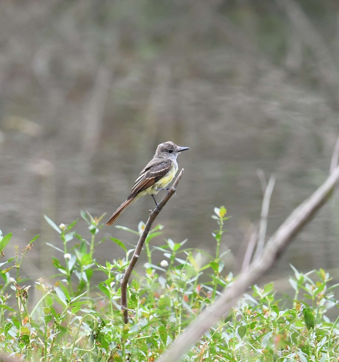 Great Crested Flycatcher - ML477429551