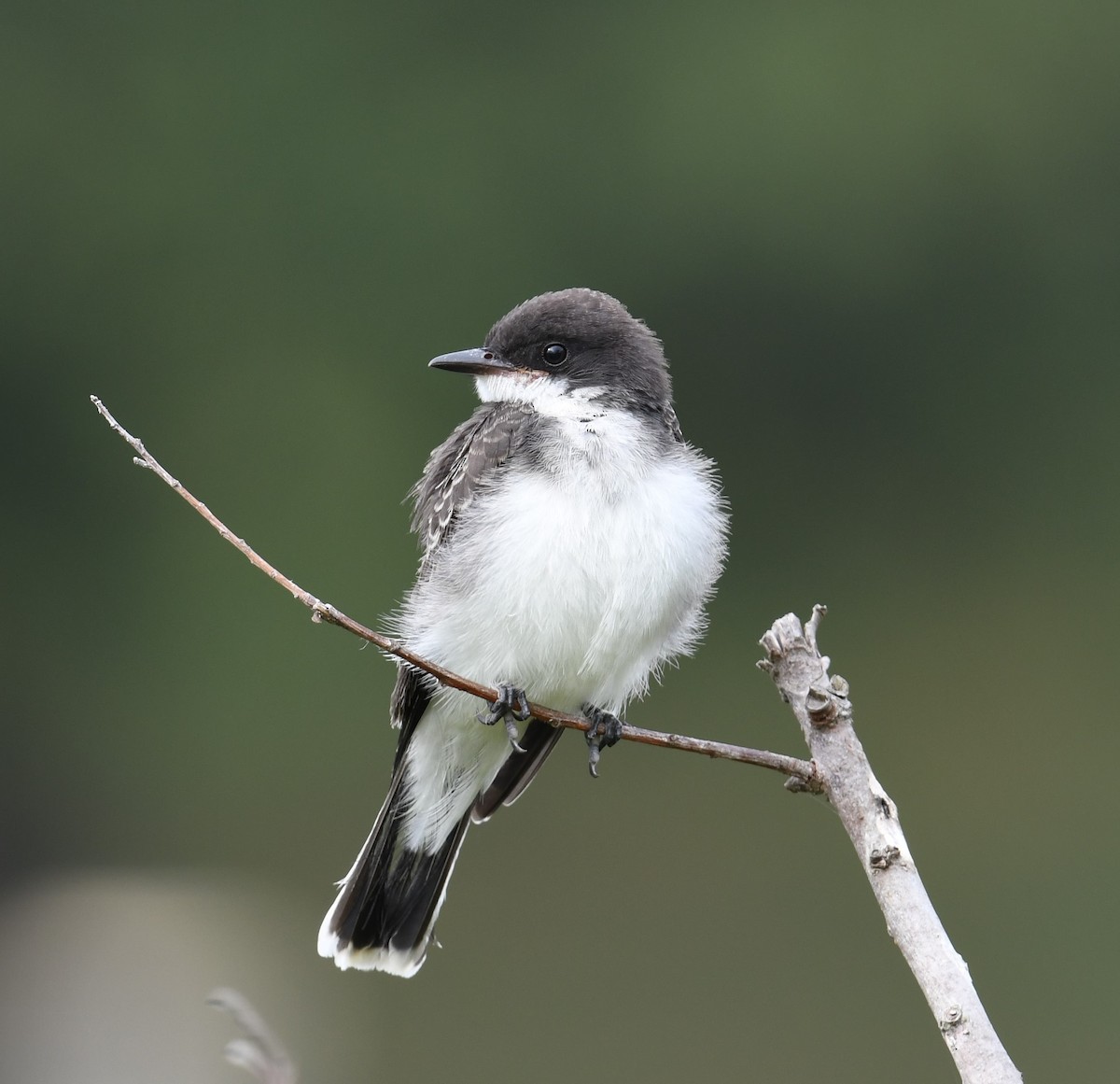 Eastern Kingbird - Cindy Stacy