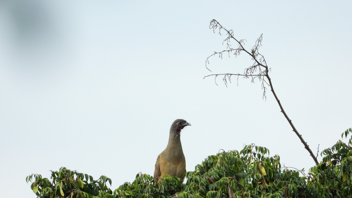 Rufous-vented Chachalaca - Jorge Muñoz García   CAQUETA BIRDING