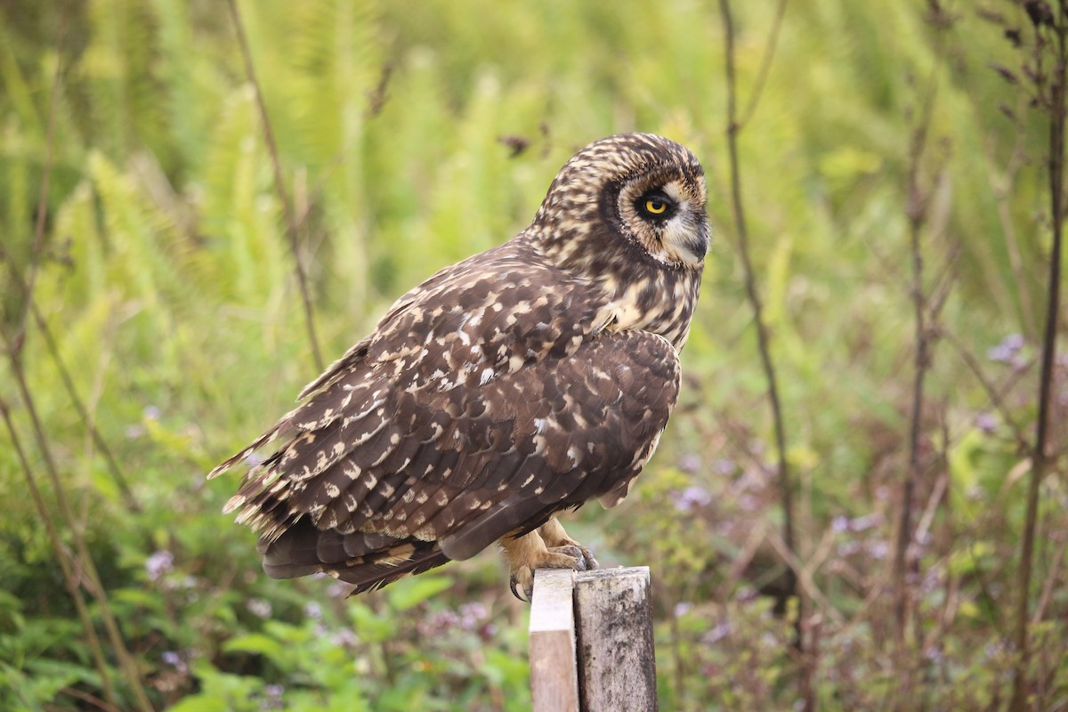 Kır Baykuşu (galapagoensis) - ML477430001