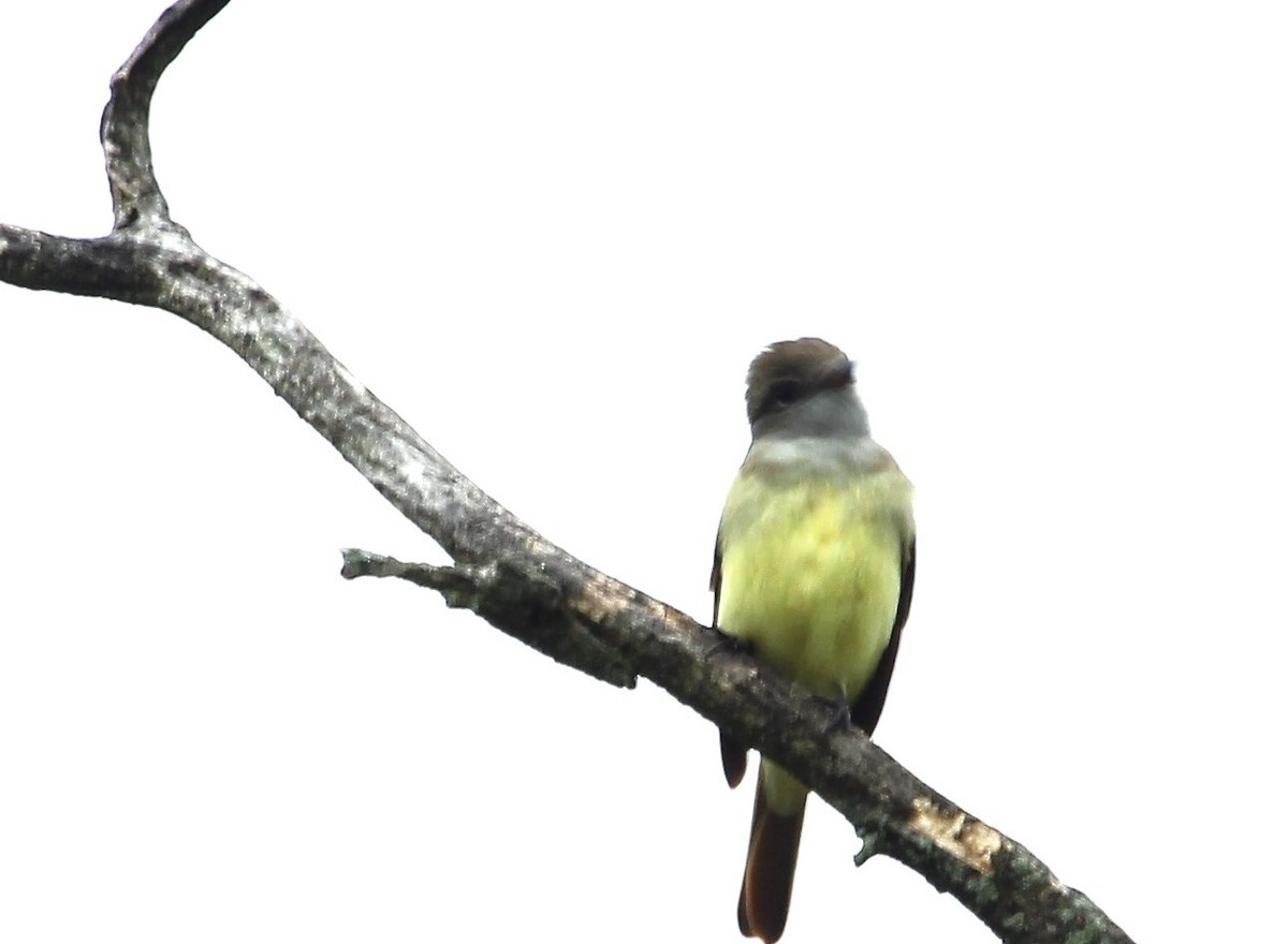 Great Crested Flycatcher - ML477430261