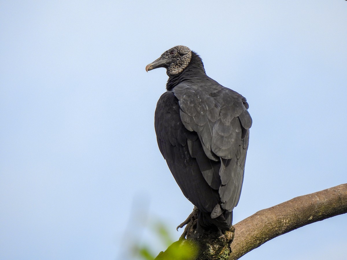 Black Vulture - ML477431021