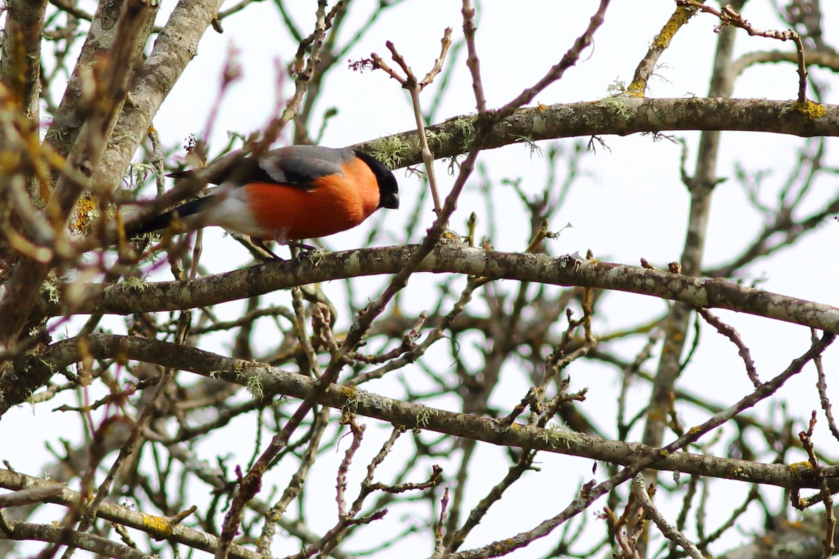 Eurasian Bullfinch - ML47743171