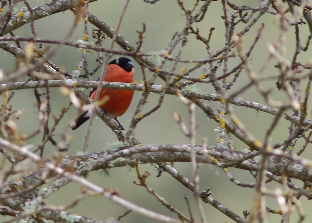 Eurasian Bullfinch - ML47743181