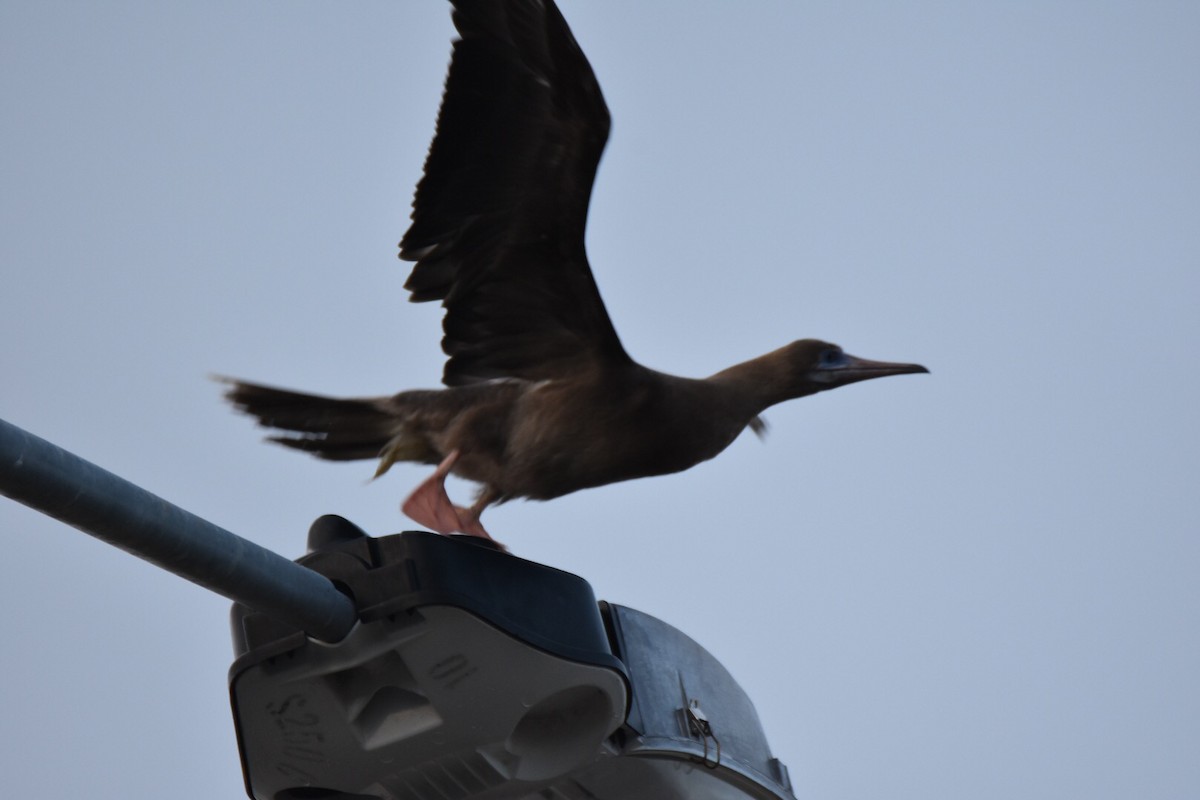 Red-footed Booby - ML47743311