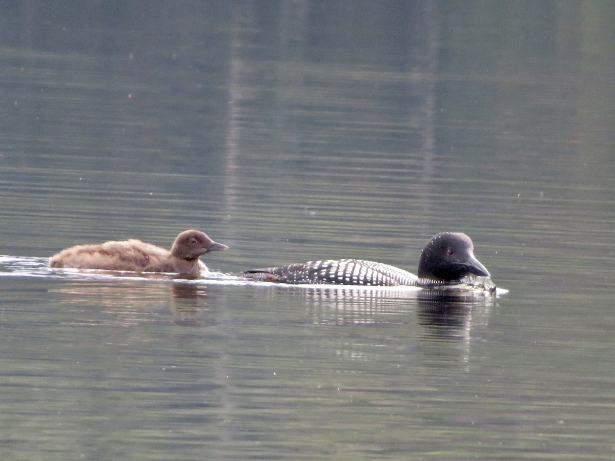 Common Loon - ML477433151