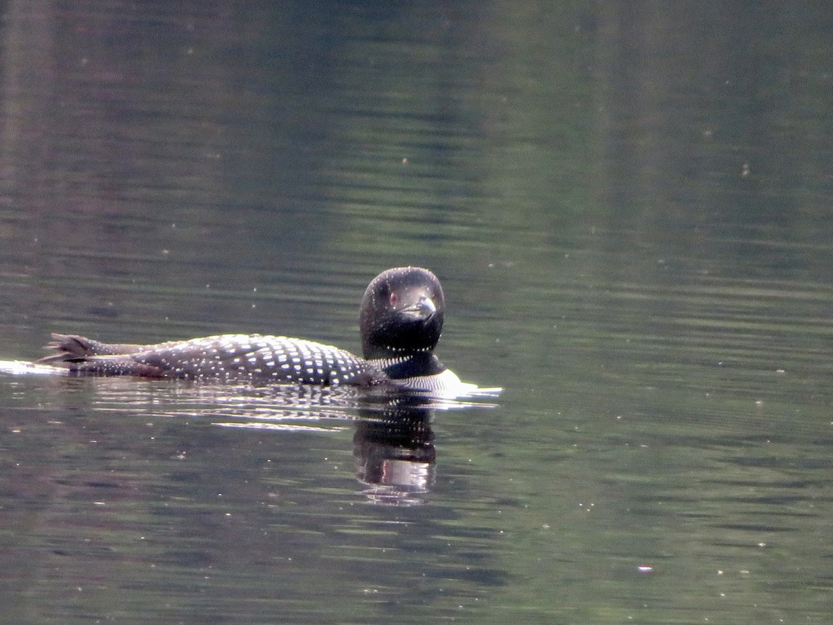 Common Loon - ML477433161