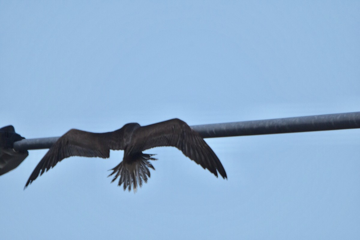 Red-footed Booby - ML47743321