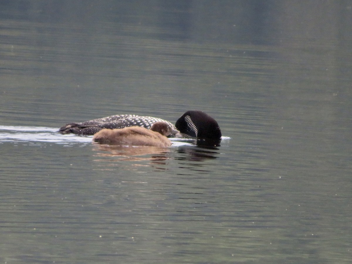 Common Loon - ML477433291