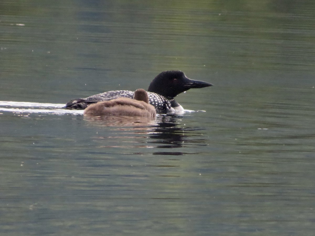 Common Loon - ML477433301