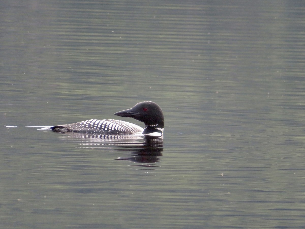 Common Loon - ML477433481