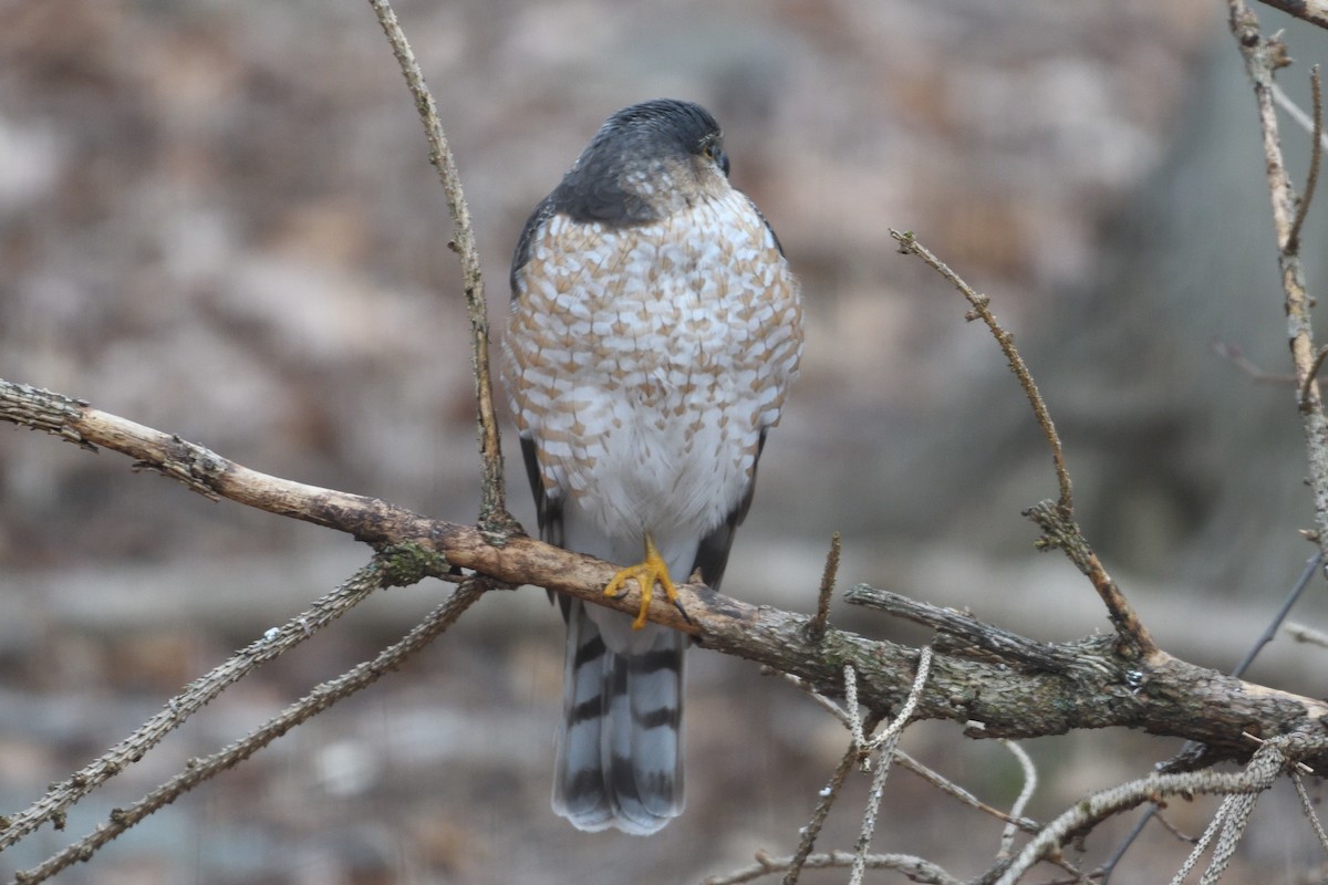 Sharp-shinned Hawk - ML47743501