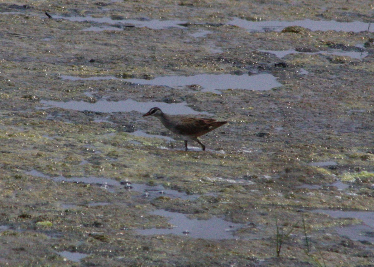 White-browed Crake - ML47743671