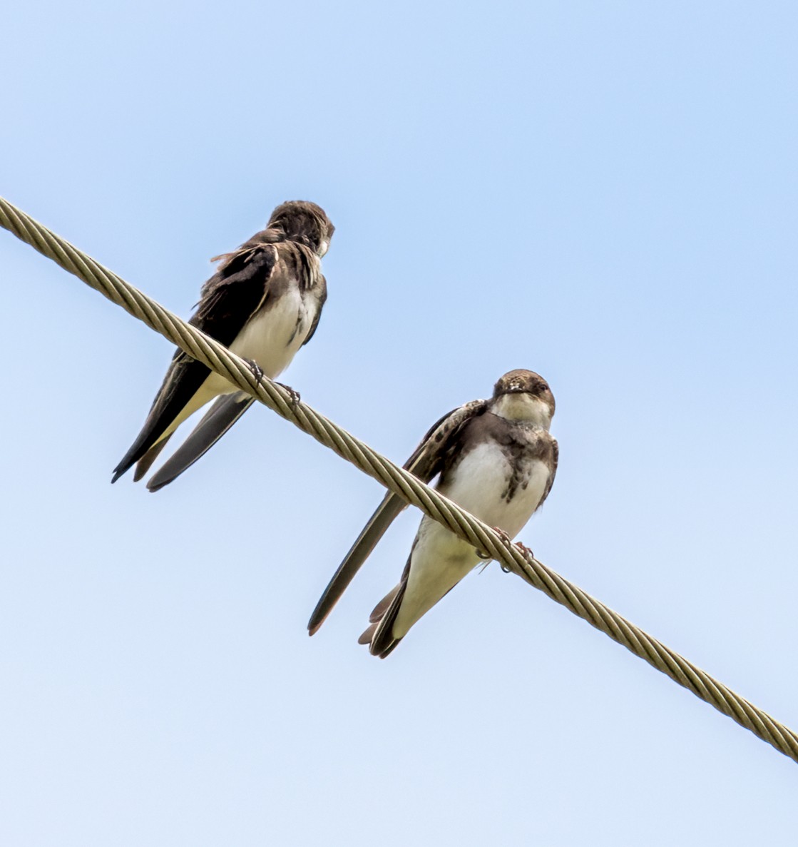 Bank Swallow - ML477437121