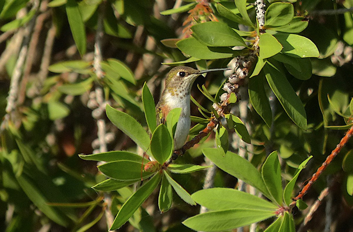 Rufous Hummingbird - ML477437351