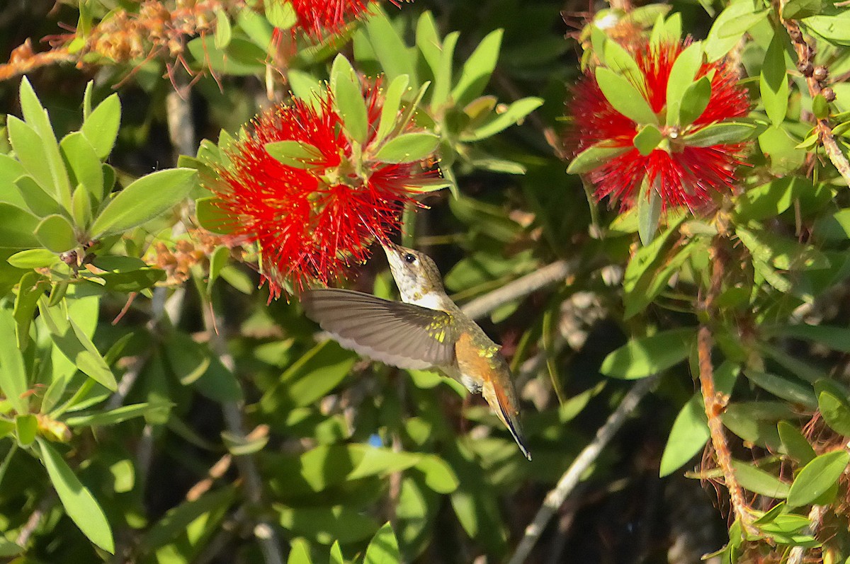 Rufous Hummingbird - ML477437501