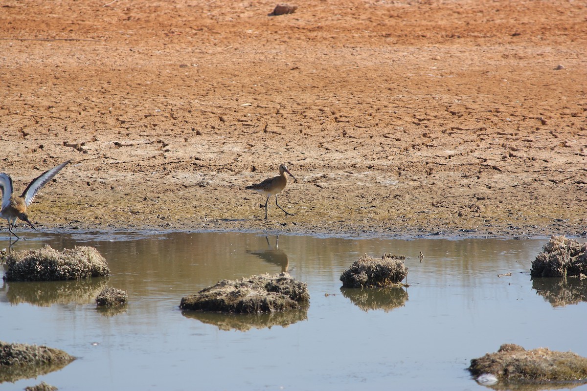 Black-tailed Godwit - ML477438221