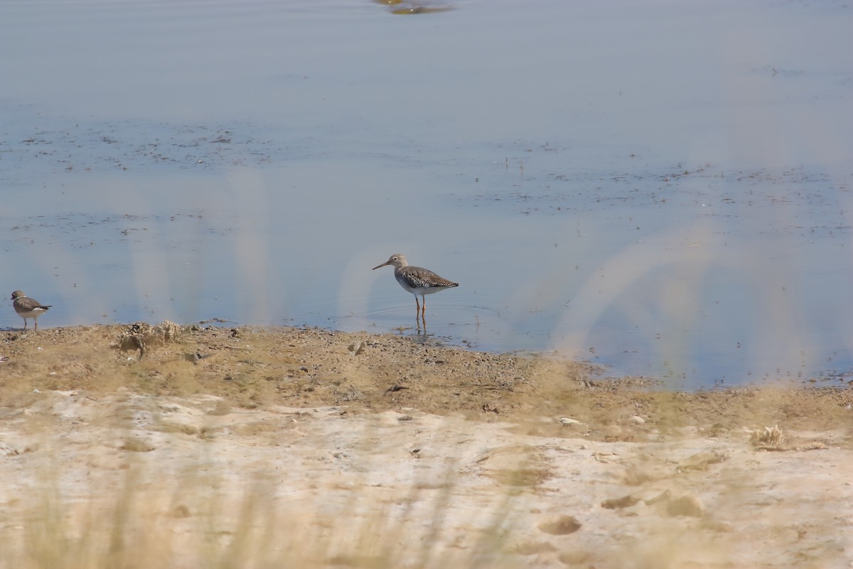 Common Redshank - ML477438361