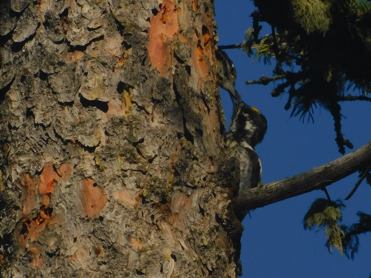 American Three-toed Woodpecker (Rocky Mts.) - ML477438401