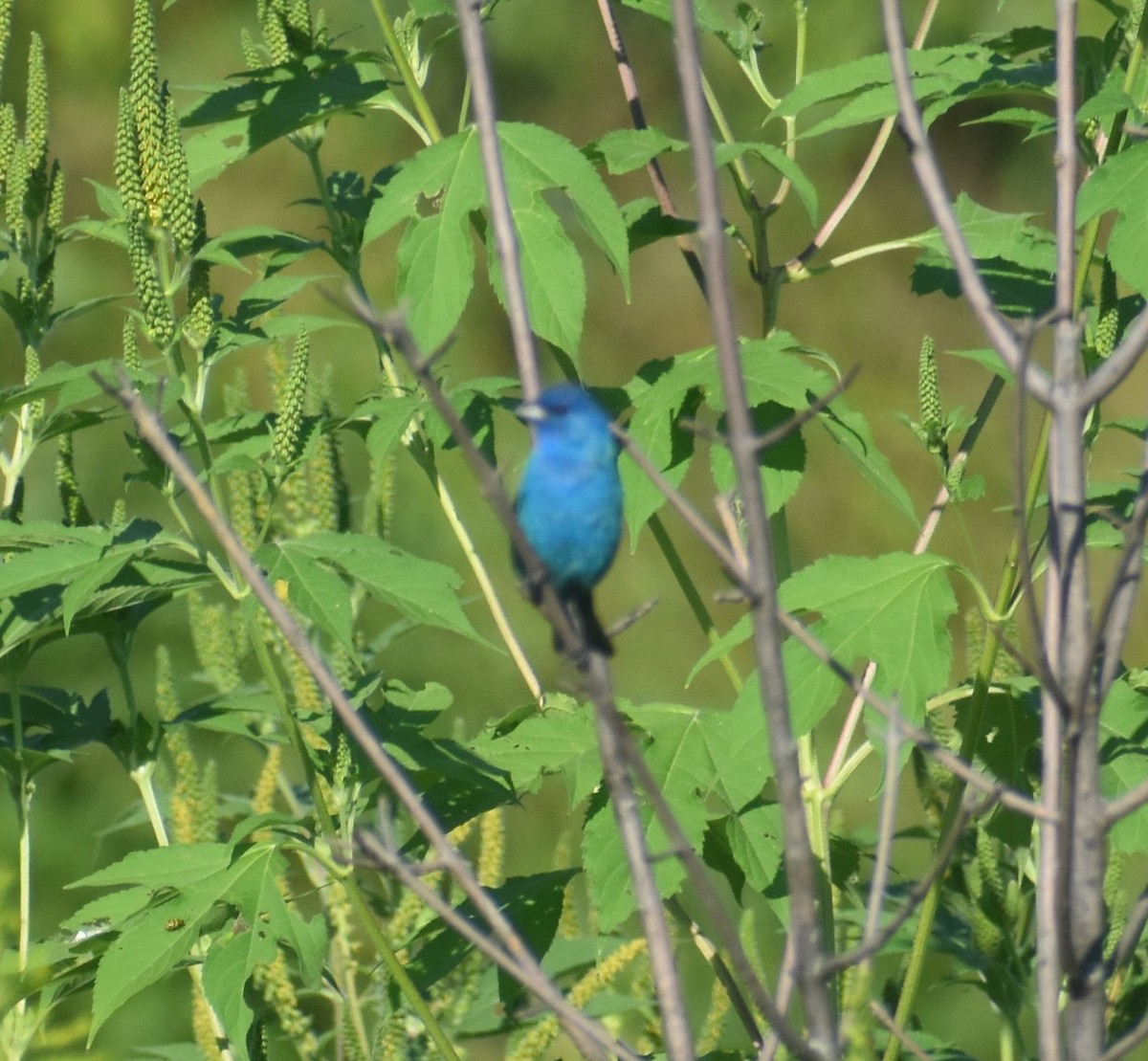 Indigo Bunting - ML477438431