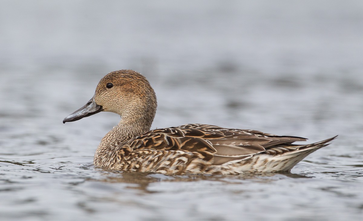 Northern Pintail - ML477439101