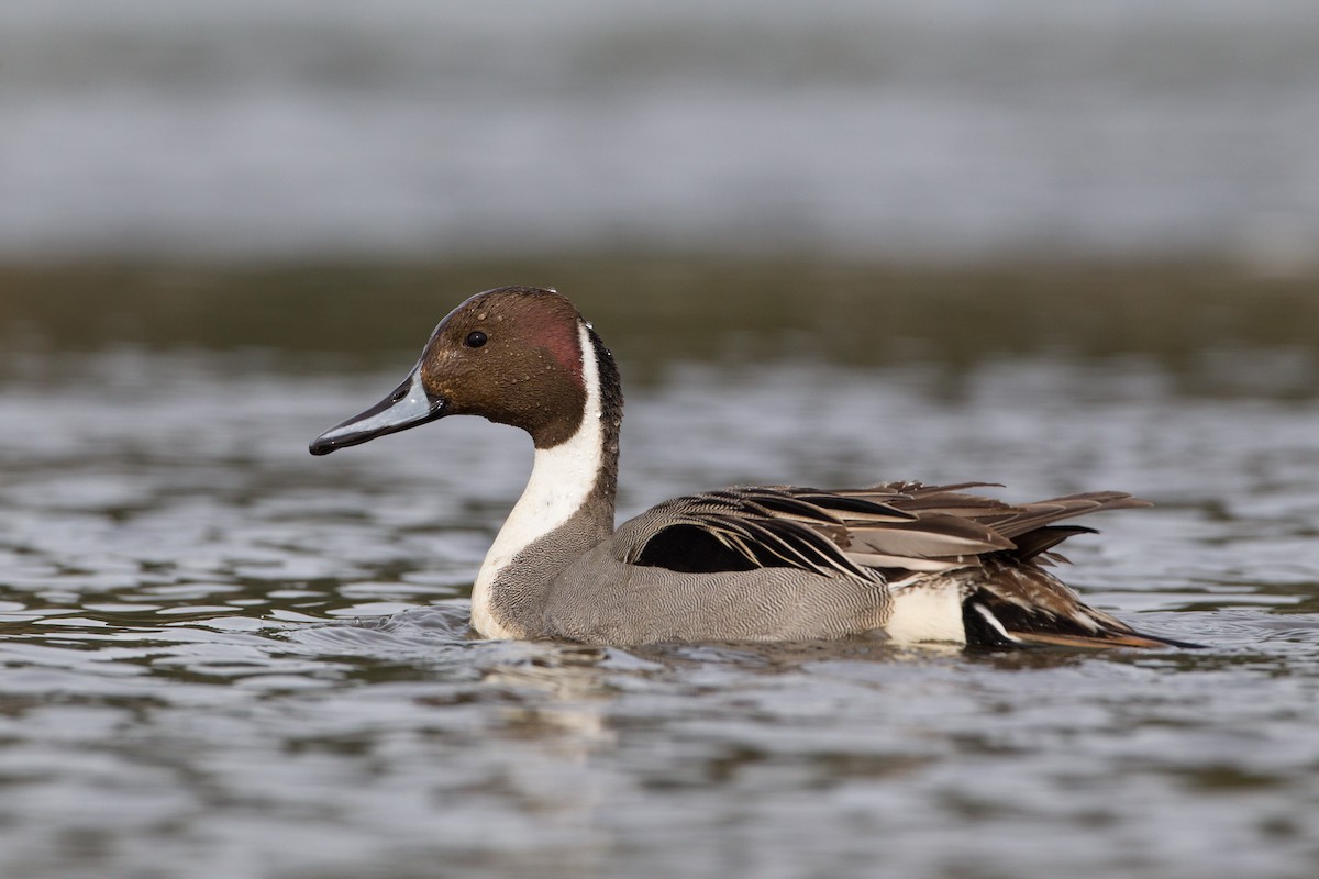 Northern Pintail - ML477439111