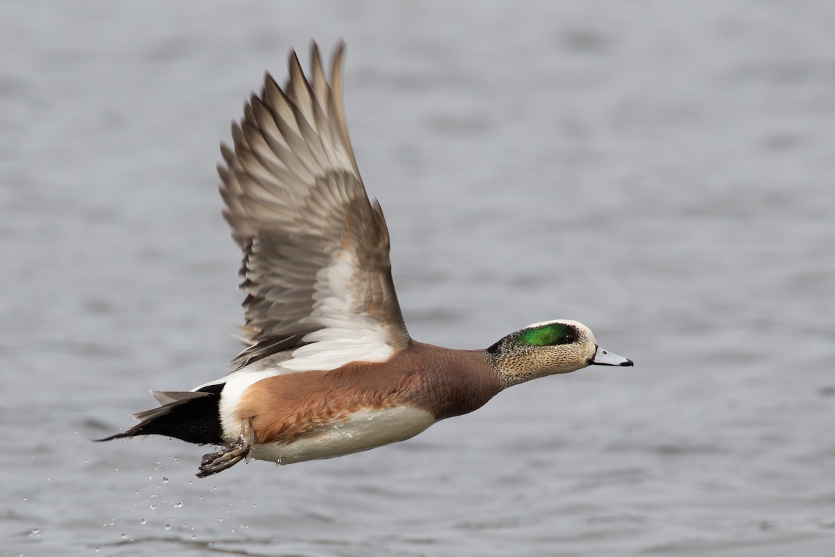 American Wigeon - ML477439261