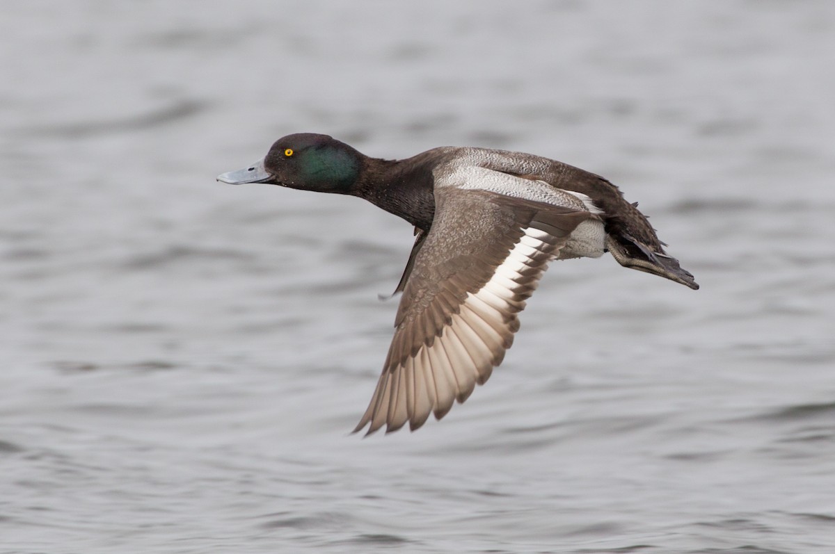 Lesser Scaup - Jeffrey Moore