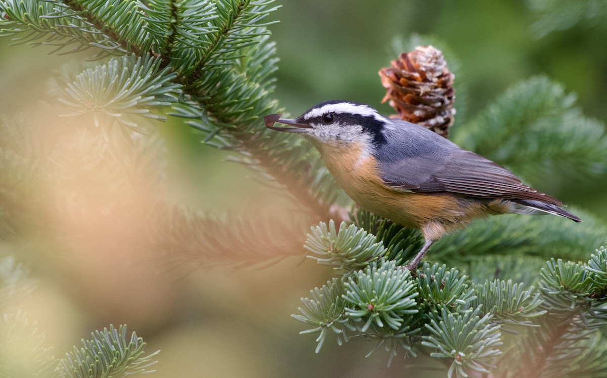 Red-breasted Nuthatch - ML477440891