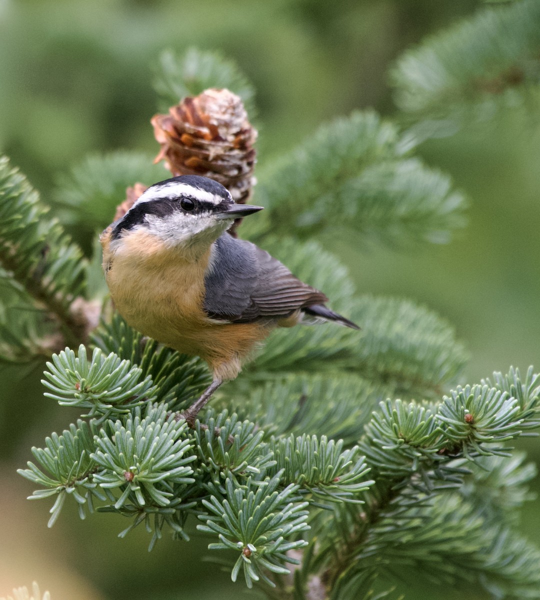 Red-breasted Nuthatch - ML477440951