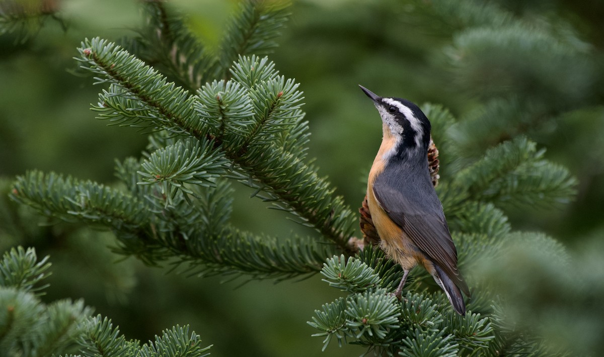 Red-breasted Nuthatch - Weston Barker