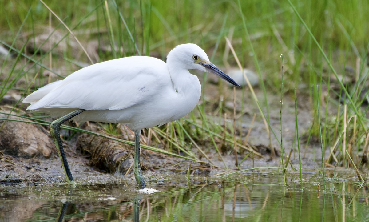 Snowy Egret - ML477441131