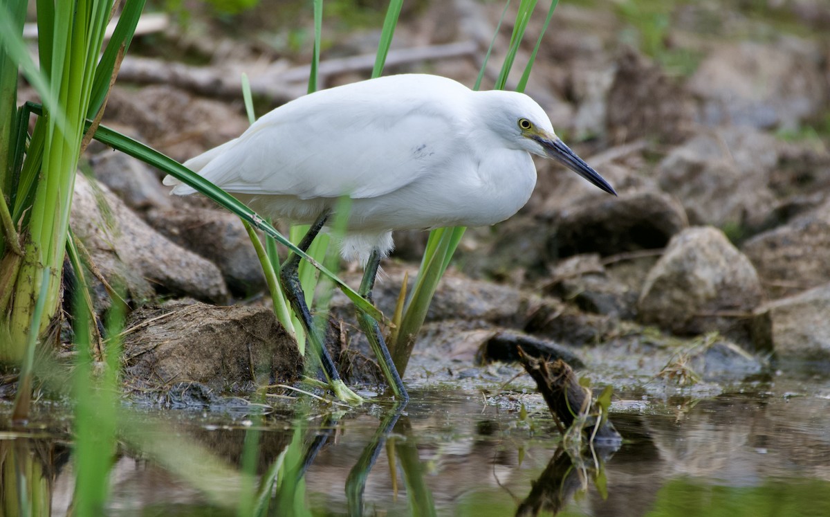 Snowy Egret - Weston Barker