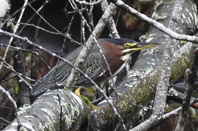 Green Heron - ML47744131
