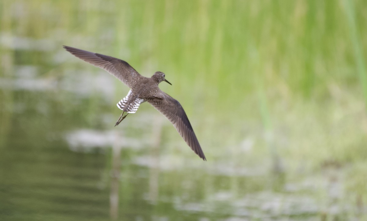 Solitary Sandpiper - Weston Barker