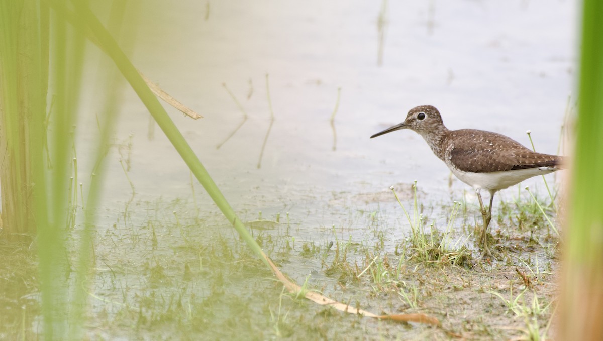 Solitary Sandpiper - ML477441541