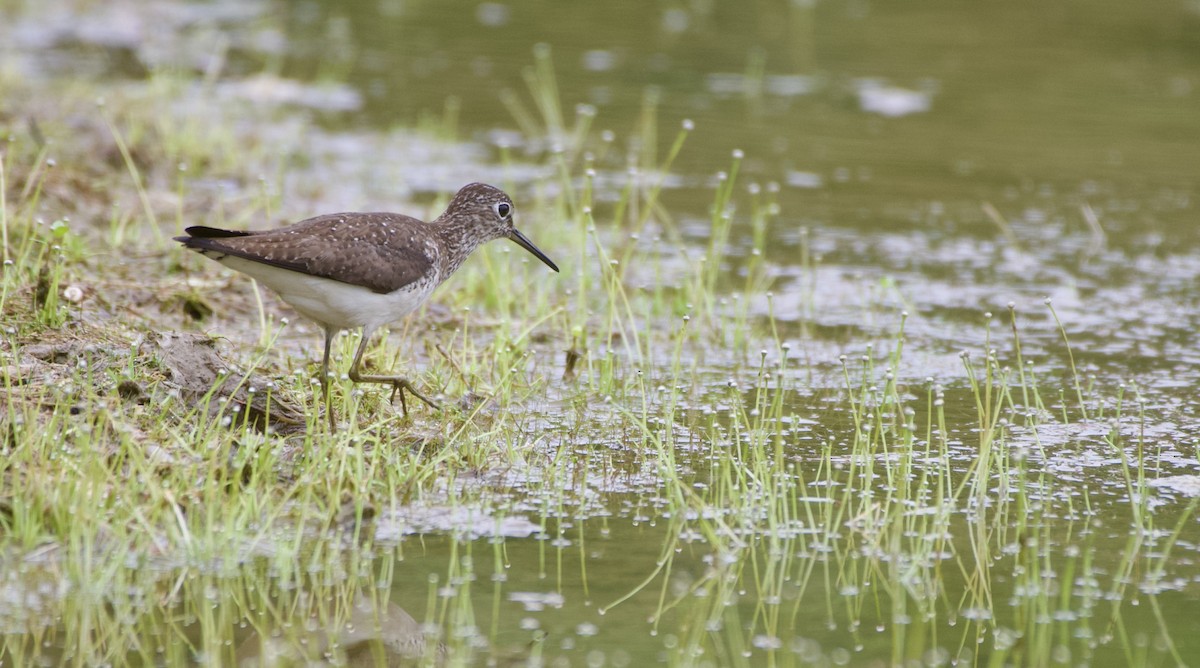 Solitary Sandpiper - ML477441841