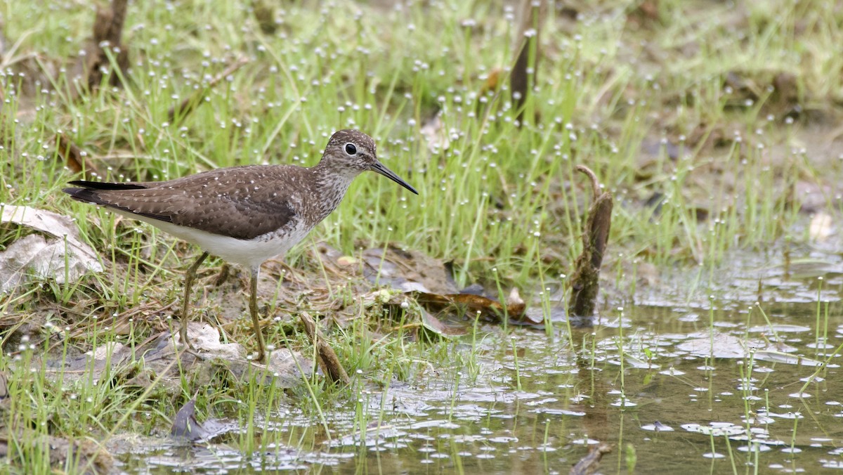 Solitary Sandpiper - ML477441881