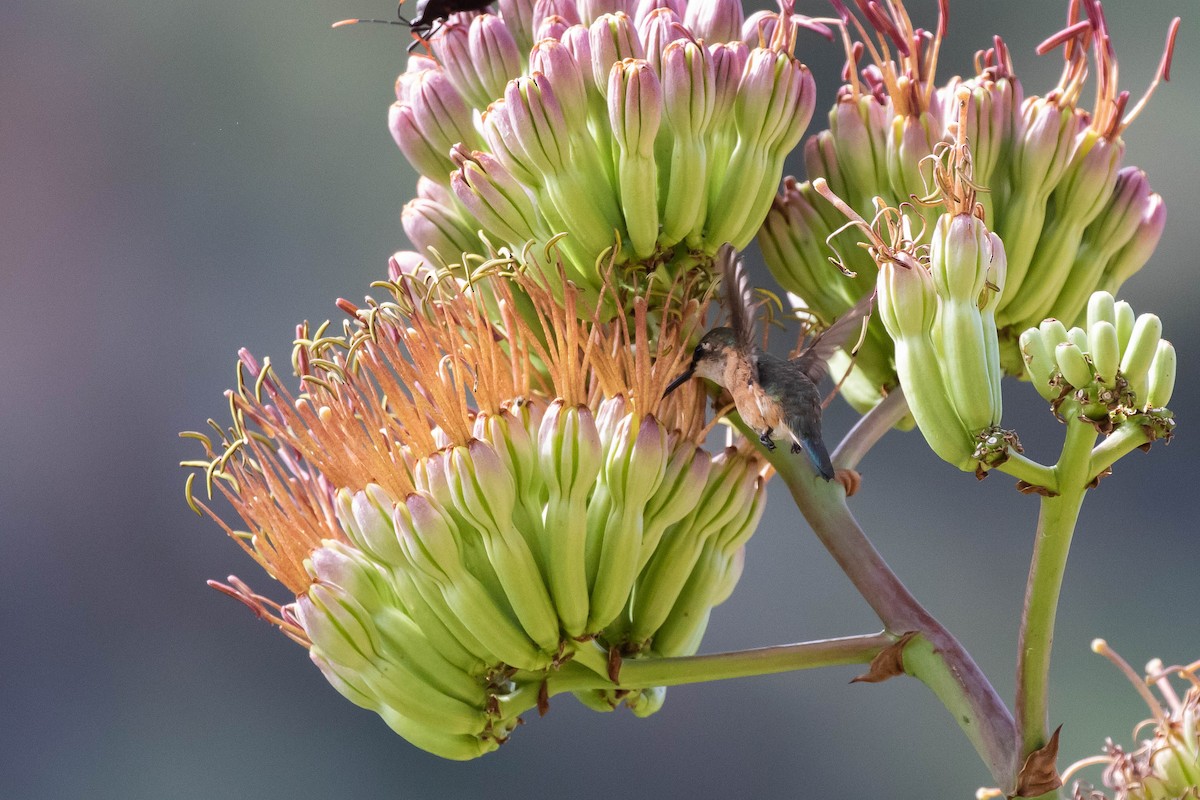 Lucifer Hummingbird - ML477442891