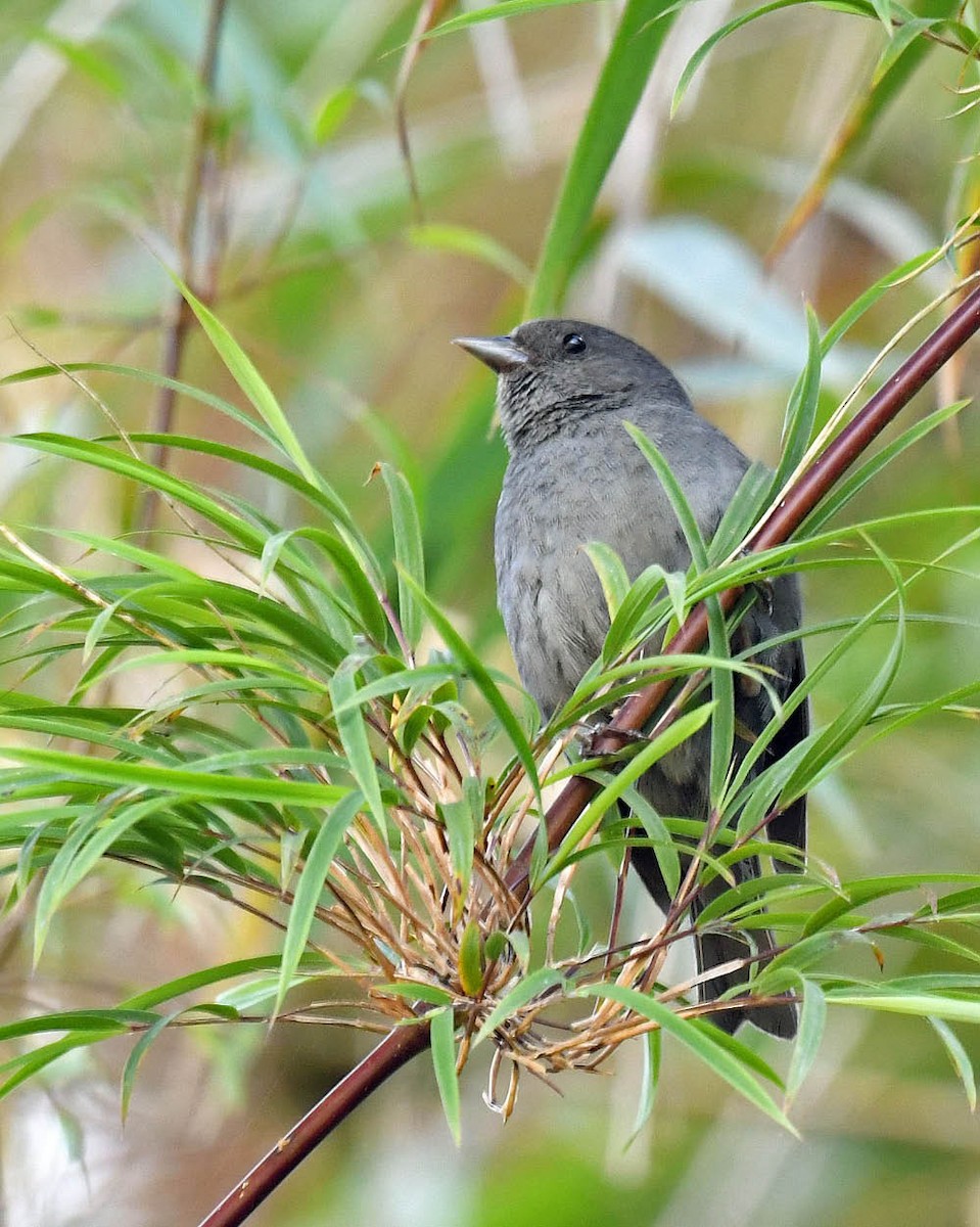 Slaty Finch - Tini & Jacob Wijpkema