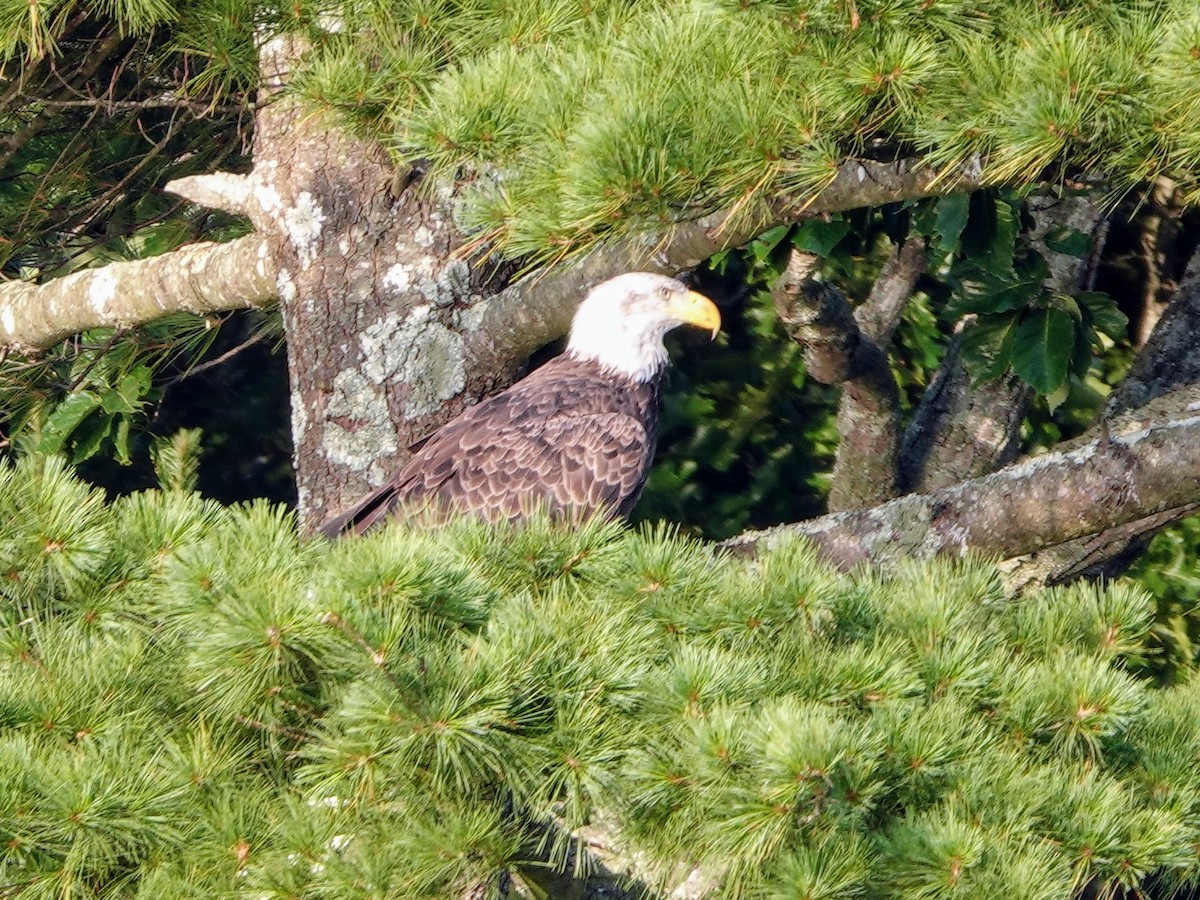 Bald Eagle - ML477443971