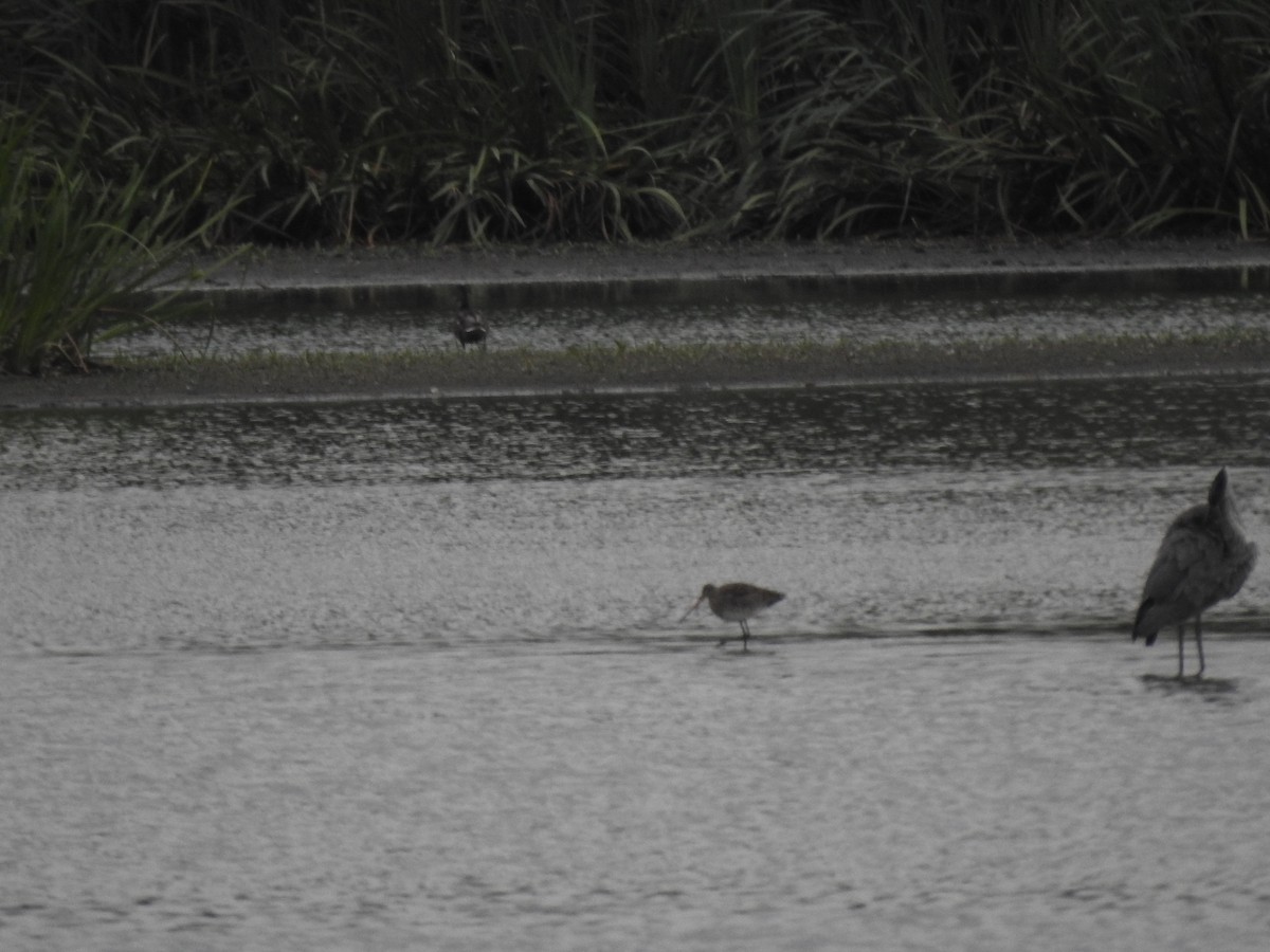 Black-tailed Godwit - ML477444561