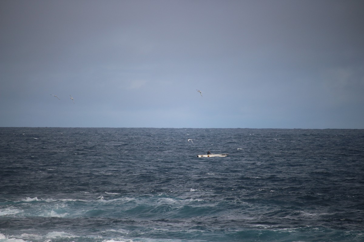 Red-billed Tropicbird - ML477445071