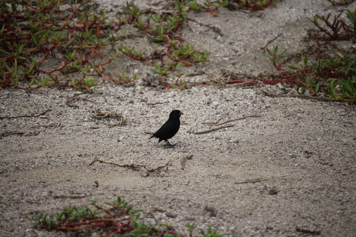 Small Tree-Finch - ML477445751