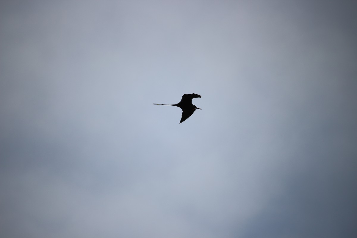 Magnificent Frigatebird - ML477445981