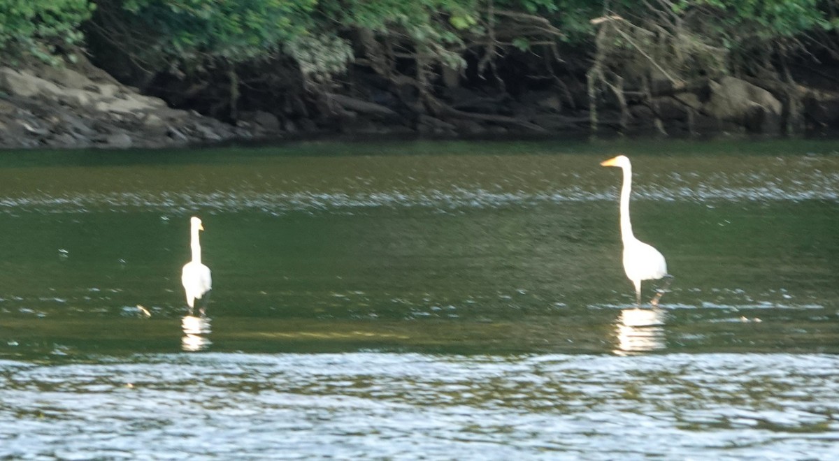 Great Egret - ML477446121