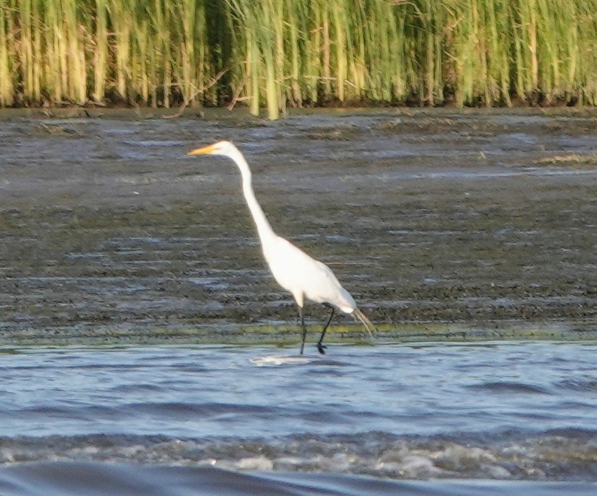 Great Egret - ML477446131