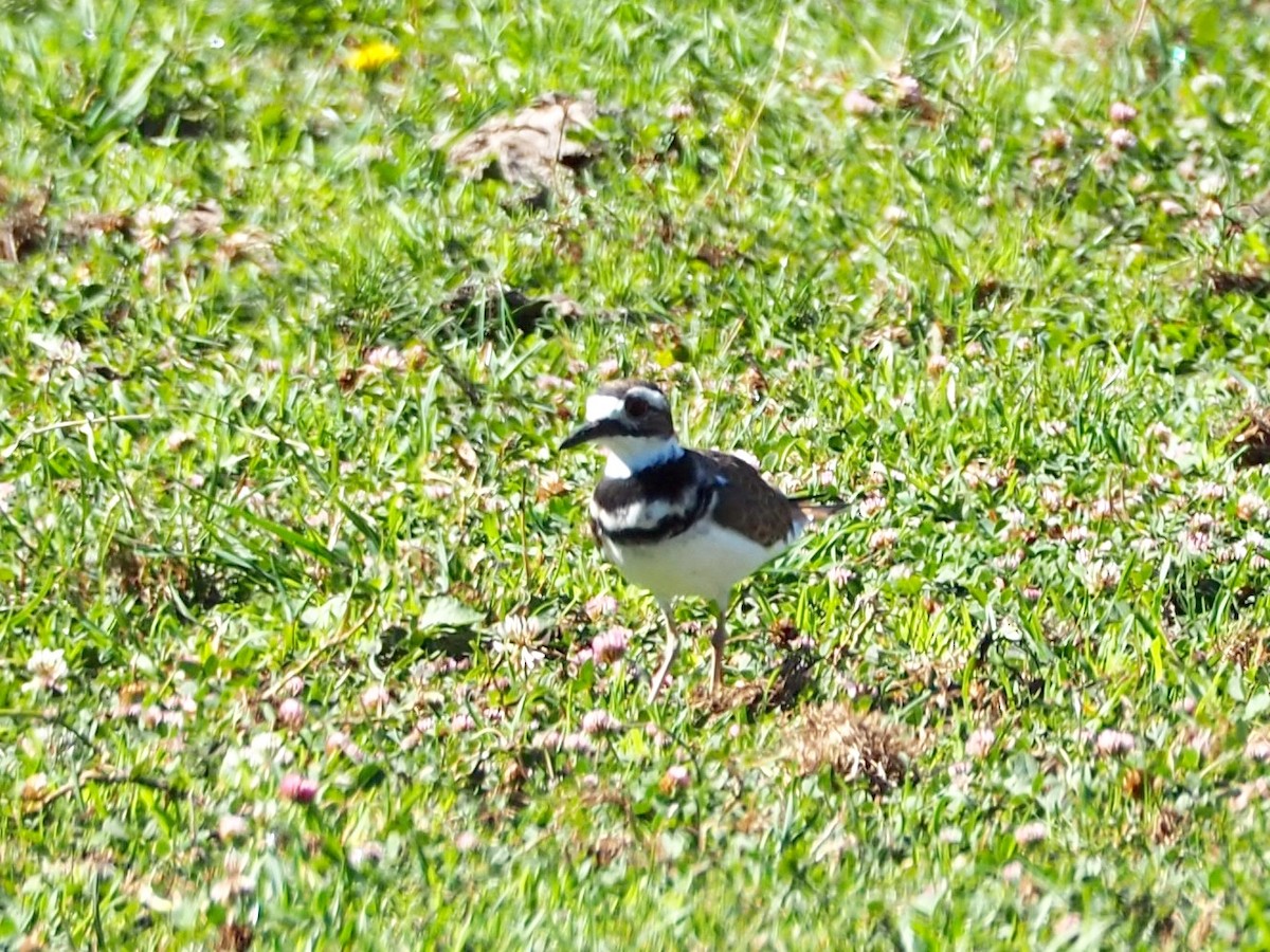 Killdeer - ML477446261